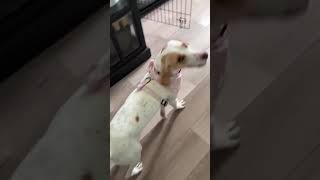 Video preview image #1 American Foxhound-Beagle Mix Puppy For Sale in Dunnellon, FL, USA