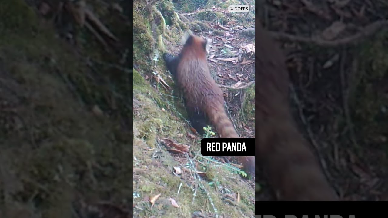 Here's some of our favourite camera trap footage from years of wildlife monitoring in Bhutan 🇧🇹📸
