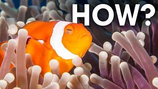 How Do Animals Sleep Underwater?