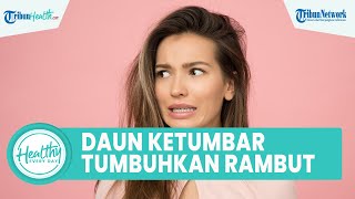 Cara Alami Menumbuhkan Rambut pada Kepala Botak, Begini Takaran Tepat Menggunakan Daun Ketumbar