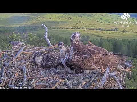 Get off me! Younger Loch Arkaig Osprey chick lunges at mum Dorcha 10 Jul 2022