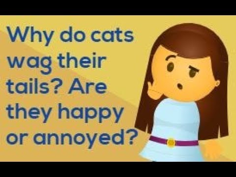 Why do cats wag their tails? Are they happy or annoyed?