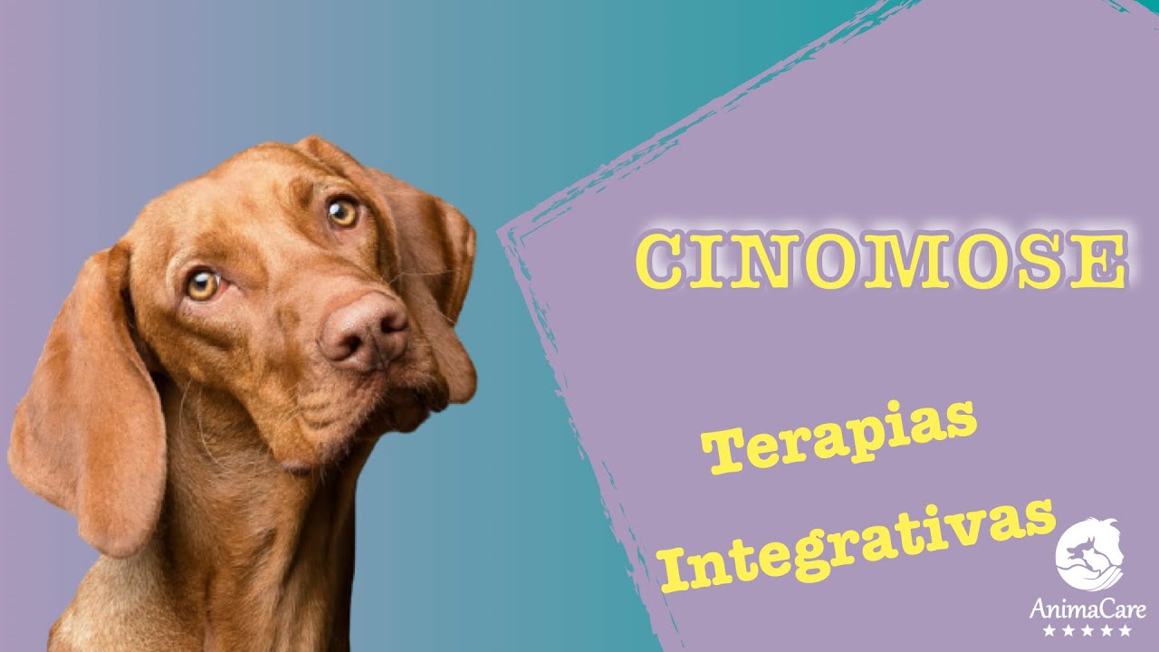 Cinomose - Histórias Reais na Medicina Veterinária Integrativa