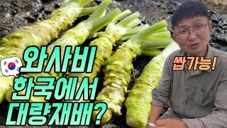 극강난이도 와사비, 25년간 한국 현지화 시켜버린 남자