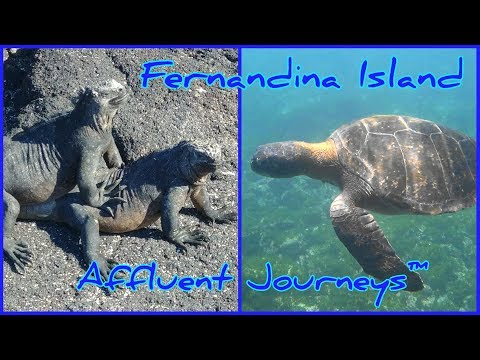 Fernandina Island, 1080p Snorkeling