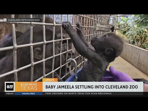 Baby Jameela settling into Cleveland Zoo