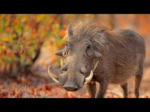 Incredible Warthog facts! | What is a warthog? | Warthog Diet | Warthog Predators and Threats