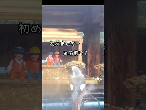 野鳥への餌やりはいつやめるべきですか?春のお手入れ方法は？  庭園