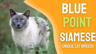 Blue Point Siamese