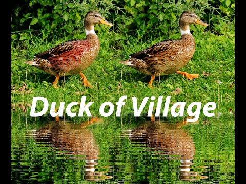 Bangladesh Village Nature | Duck of village | Animals Names Duck@ Nature on Nasrin eyes