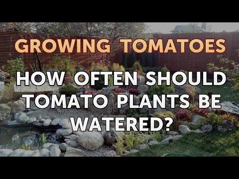 Is Vinegar Good for Tomato Plants