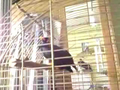 Talking Bird - z Polski/from Poland, Gwarek, gadający ptak, Hill Mynah,Gracula religiosa