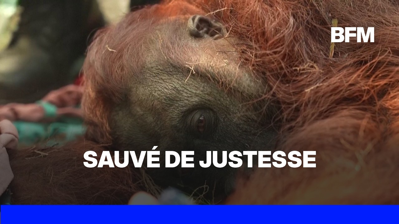 Indonésie: asphyxié par les fumées des incendies, un orang-outan sauvé de justesse à Bornéo