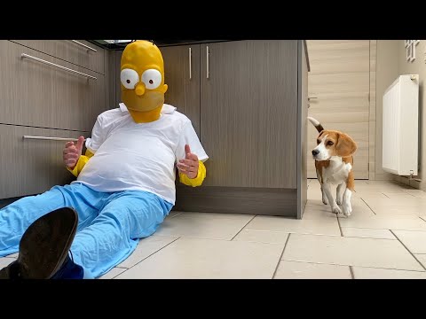 simpson fogyni