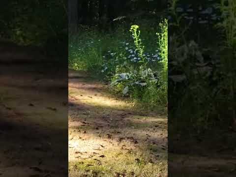 Heriberto Soria Rodriguez and landscaping and Maintenance