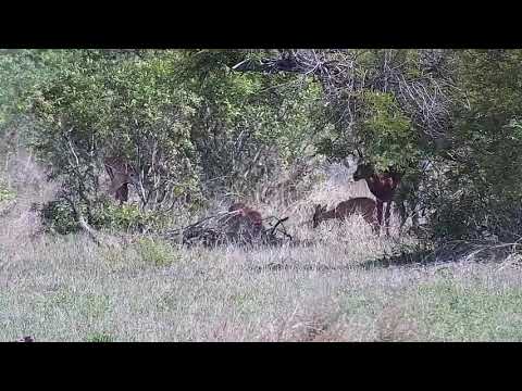 Djuma: Impalas in the shade - 15:04 - 11/13/21