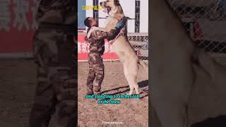 Central Asian Shepherd Dog, also known as Alabai