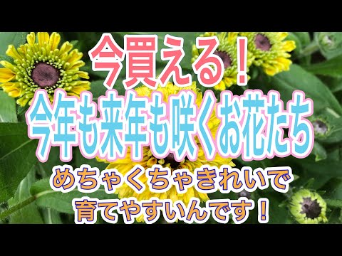 園芸 パープルエキナセア、パープルルドベキア
