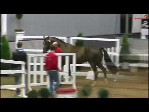 Diathago - Grasco *2017