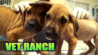 Two Malnourished Puppies