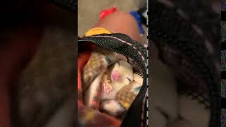 Sugar Glider Rodents Videos