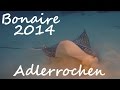 Diving - Bonaire 2014 - Adlerrochen Edition - Karibik