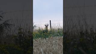 KAPITALE Böcke im Juli - Blattjagd und das Muffel Rudel🌿Heute um 19 Uhr auf YouTube🎥 #copterpro