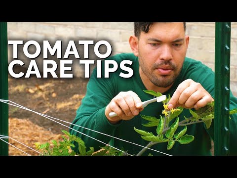 How to Prune Tomatoes for Maximum Yield and Plant Health