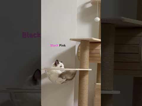 #cori #corithecat #kitten #cute #cat #cutecat #cutepet #렉돌고양이 #animal #catcute #funny