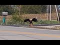 Bald Eagle having lunch in the Ohio back roads!
