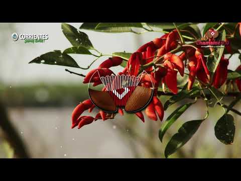 Bajo un ceibo en flor. Los Hermanos Barrios. Chamamé 2.0