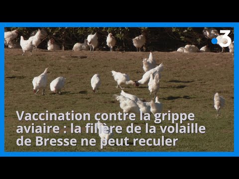 , title : 'Vaccination contre la grippe aviaire : la filière de la volaille de Bresse ne peut reculer'