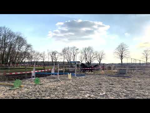 Quasido:QUASIMODO VAN DE MOLENDREEF x BALOU DU ROUET