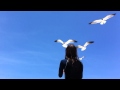 Feeding Seagulls Pizza