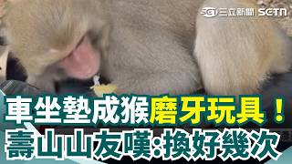 機車坐墊遭殃！壽山獼猴狂撕.啃爛泡棉 車主心痛 專家：調皮就會想去摳｜三立新聞網 SETN.com