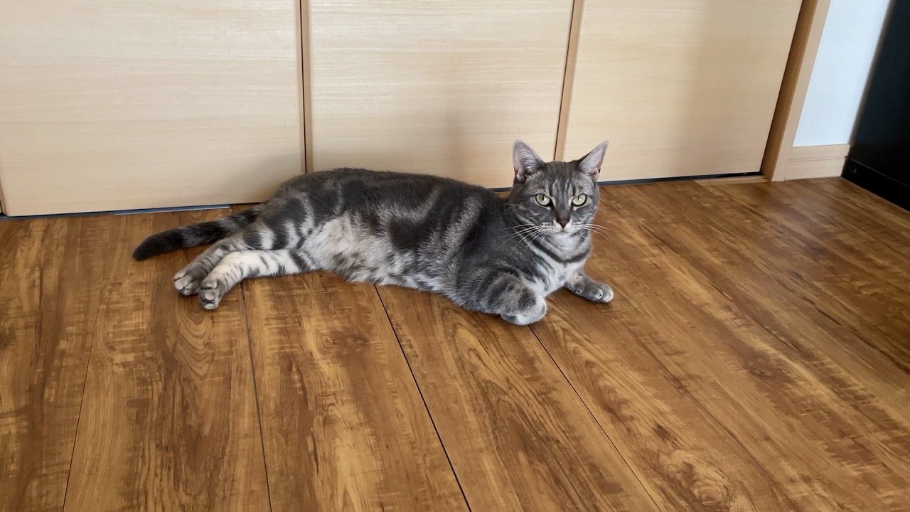 立ち上がる時のケツ可愛いすぎるし、その後の鳴き声で新生活頑張れそう