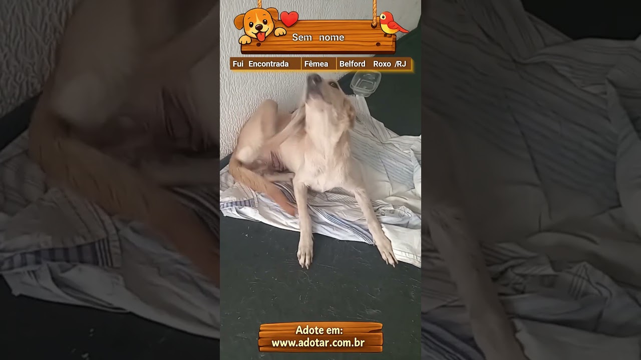 Cachorro raça SRD-ViraLata idade 3 anos nome Sem nome