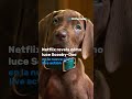 Revela Netflix c&oacute;mo luce Scooby Do en nueva serie