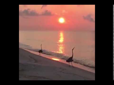 Tali Muss & Esphyr  - Between The Lines ( Stan Kolev Remix ) VIDEO