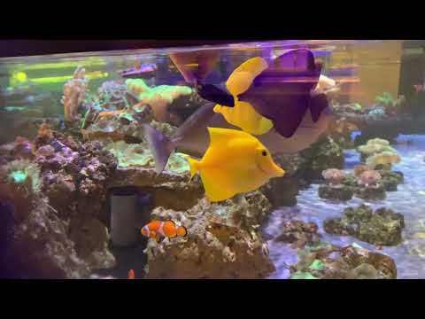 My Experience at Salty Fish Aquariums