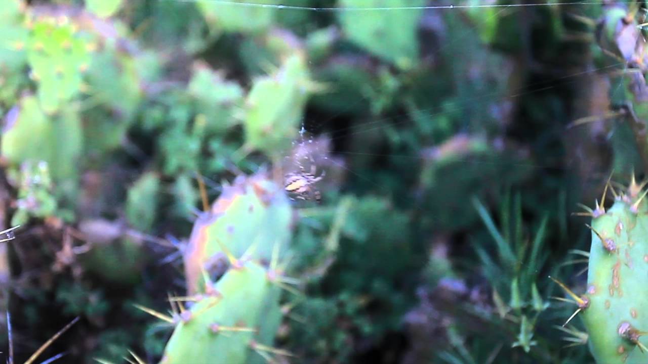 發現仙人掌中還有蜘蛛在編蜘蛛網,看來好像在跳舞