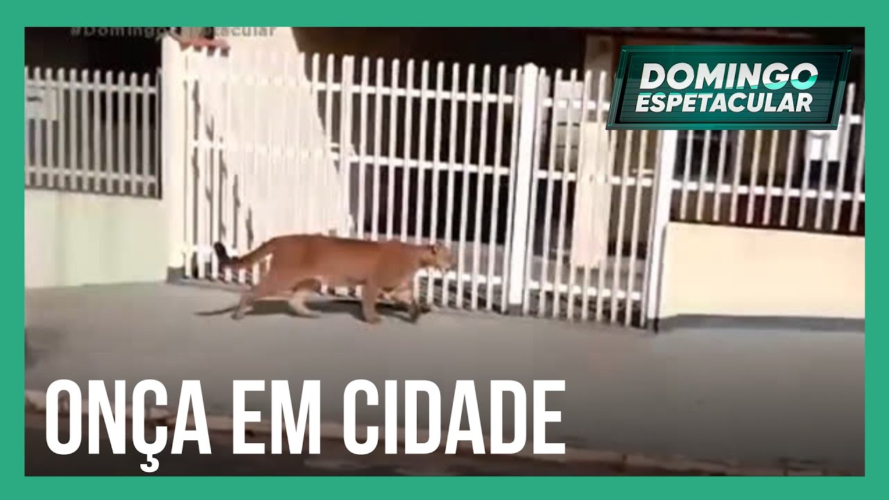 Cidade do interior de São Paulo recebe a visita de uma onça-parda