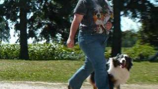 Australian Shepherd Training, Various Commands