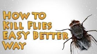 How to Kill Flies A Better EASY way