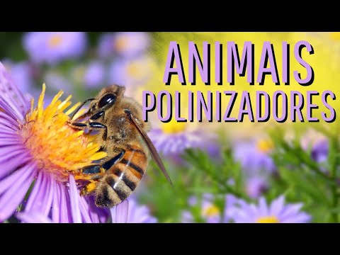 POR QUE A POLINIZAÇÃO É IMPORTANTE? Quais são os animais polinizadores?