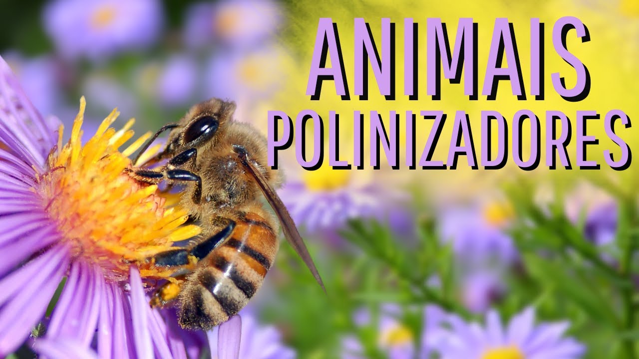 POR QUE A POLINIZAÇÃO É IMPORTANTE? Quais são os animais polinizadores?