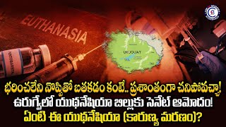 భరించలేని నొప్పితో బతకడం కంటే.. ప్రశాంతంగా చనిపోవచ్చా..! ఉరుగ్వేలో యుథనేషియా బిల్లుకు సెనేట్ ఆమోదం!