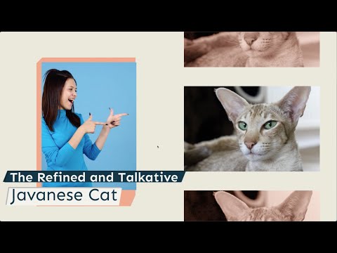 The Refined and Talkative Javanese Cat