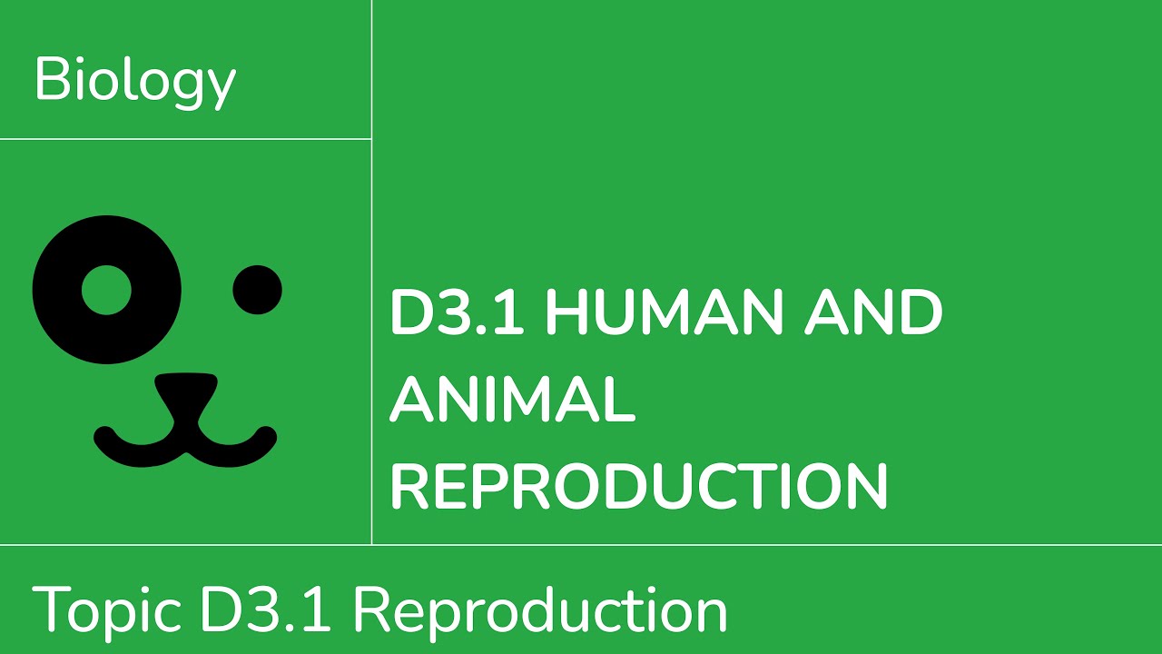D3.1 Human and Animal Reproduction [IB Biology SL/HL]
