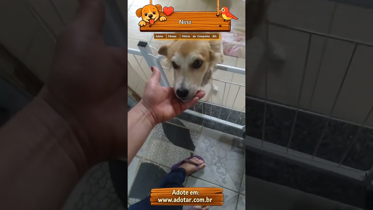 Cachorro raça SRD-ViraLata idade 2 a 6 meses nome Nina